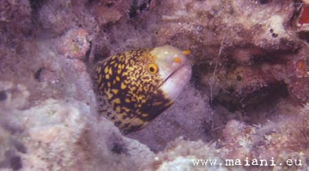 clouded moray